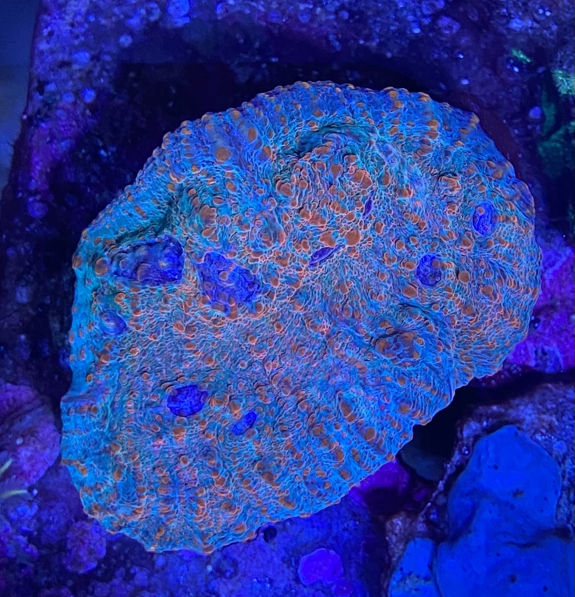 Sinularia Sp.-Yellow-Fidschi-Koralle „WYSIWYG“