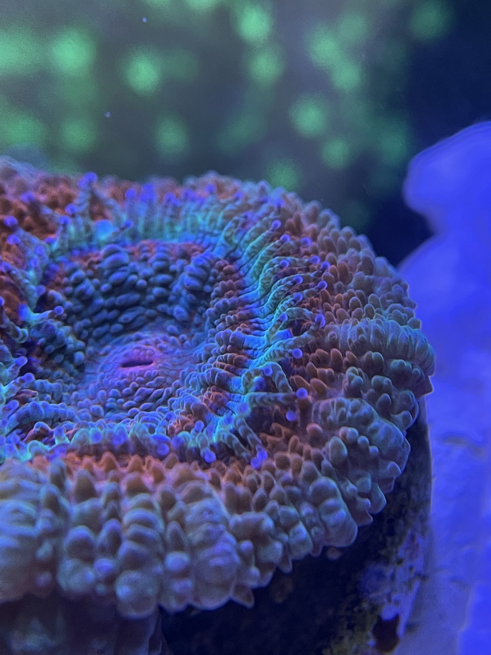 Beierse koralen