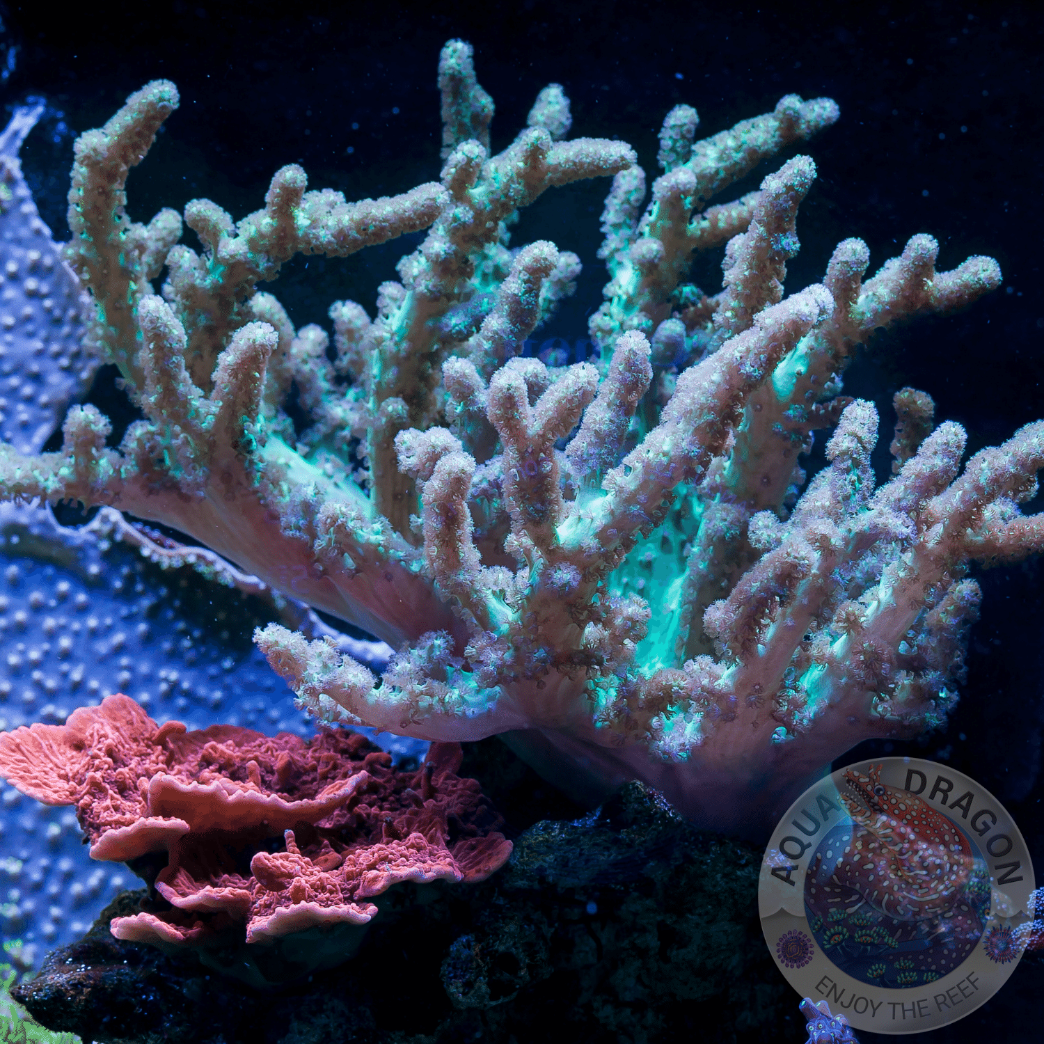Sinularia Sp.-Yellow-Fidschi-Koralle „WYSIWYG“