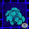 Euphyllia toxic green blue tips