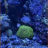 Briareum affenhaar Röhren Koralle 5x6 cm