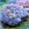 Montipora danae Pink / Purple Polyp - WYSIWYG