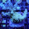 Acropora staghorn blau D1F1