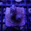 Acropora tenuis hellblau, braun C1B2