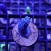 Acropora staghorn blau D1F1