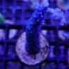 Acropora staghorn blau D1D6