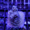 Acropora tenuis hellblau, braun D1F6