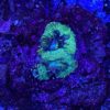 Platygyra purple green „WYSIWYG“