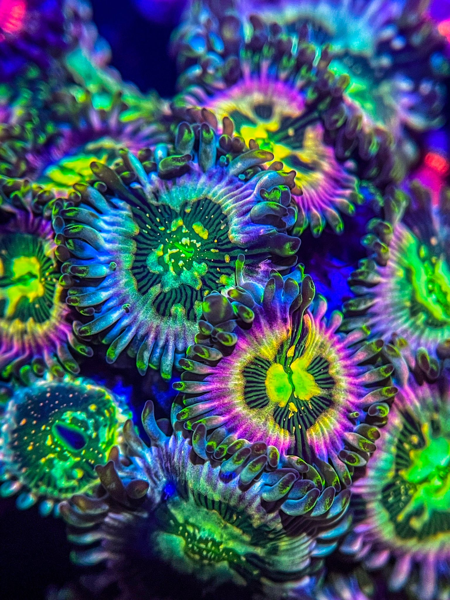 Korallenzone