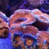 acanthastrea lordhowensis ultra Green