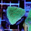 Acropora tenuis grün, blaue Polypen E1A2