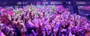 Korallenzucht