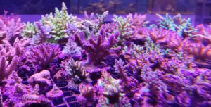 Korallen Aquaristik