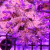 WYSIWYG Acropora sp tischförmig wachsend