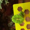 Caulastrea furcata neongreen „WYSIWYG“