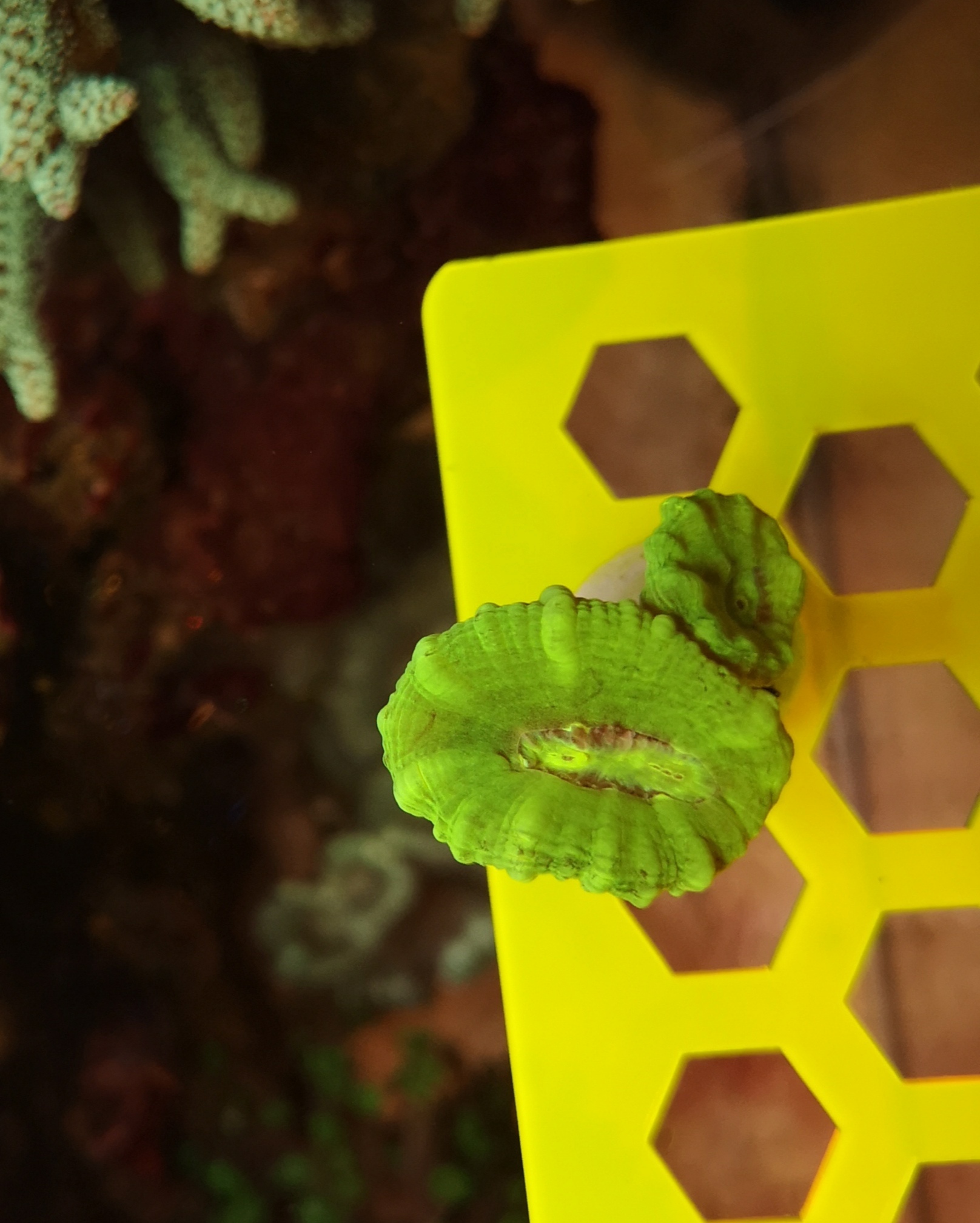 Caulastrea furcata Mint grün (WYSIWYG)