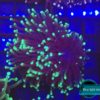 Blue Chalice Echinopora lamellosa, hellgrüne Tips, Größe M-L, ca. 9 x 9 cm!