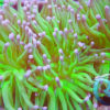 Euphyllia paraancora (Fimbriaphyllia), neon green Tips, „WYSIWYG“