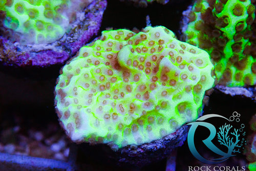 RC Korallen Mix. 12 Korallen