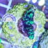 Anacropora sp. “green goblin” WYSIWYG