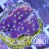Caulastrea furcata neongreen ultra 6 Polypen