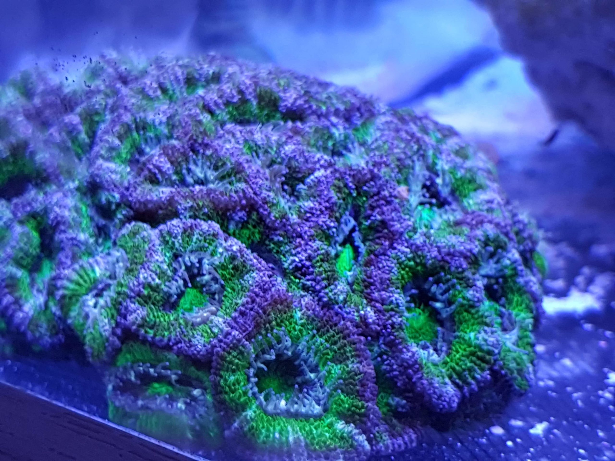 acanthastrea lordhowensis ultra ROT
