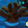 Acropora echinata `türkis´ Größe M