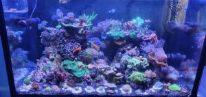 Aquarium Reeftank exclusiv 360 l