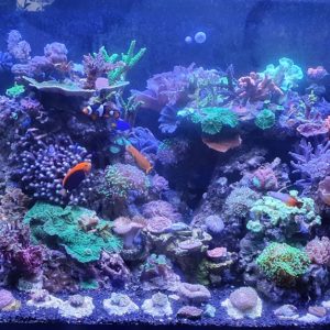 Aquarium Reeftank exclusiv 360 l