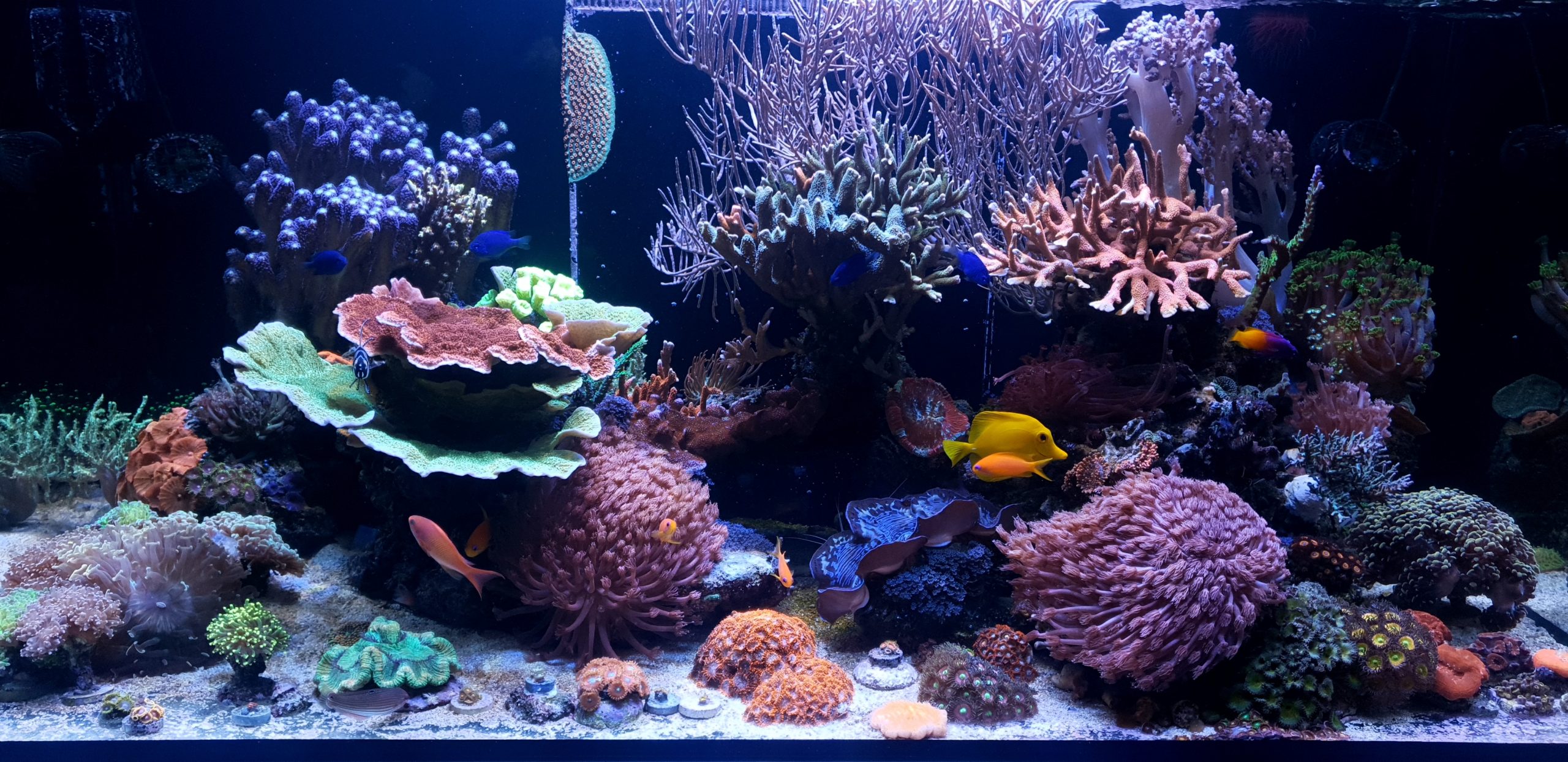 reef_aquarium_ffm