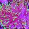 Euphyllia Ancora Neon/gelb Lila Tips Ultra WYSIWYG XL !!!