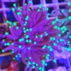 Acanthastrea Red - ultra Green center 1 Polyp