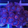 Ultra Zoanthus - Space Ring 1 Polyp