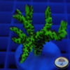 Anacropora sp. „Green Goblin“