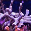 FMC Acropora Red Robin Staghorn - sehr selten - CTO
