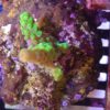 FMC Acropora Red Robin Staghorn - sehr selten - CTO