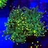 Goniopora rosarot - LPS Koralle mit mittellangen Polypen