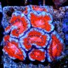 Bartkorallen - Duncanopsammia axifuga WYSIWYG