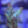 Acropora hyacinthus- Red Planet WYSIWYG