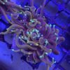 WYSIWYG blaue Koralle Heliopora coerulea XL