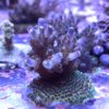 SPS Korallenpaket – Ableger von 10 verschiedenen Korallen