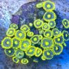 Zoanthus Nirvana WYSIWYG 7 Polypen