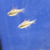 Amphiprion ocellaris - Anemonenfisch