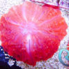 Cynarina lacrymalis - Tränenkoralle ultra Red ca 9cm