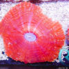 Acanthastrea Tricolor (Türkis/blau/rot) - 4 Polypen