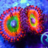 Zoas ” red people Eater ” WYSIWYG