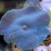 Rhodactis Scheibenanemone -ULTRA RED-BLUE„WYSIWYG“