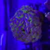 Echinopora lamellosa - WYSIWYG