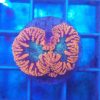 Caulastrea furcata `grün´ Größe S