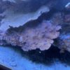 Korallenstock - Montipora (delicatula) grün mit lila rand